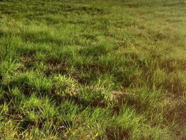 Terreno para Venda em Gravataí - 4